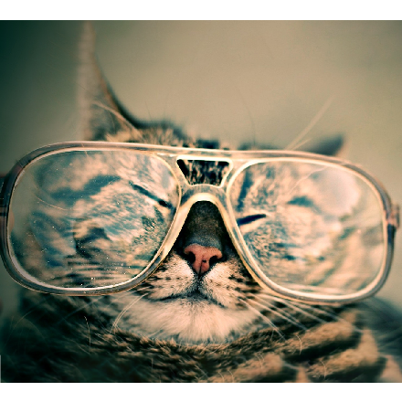 Katze2007