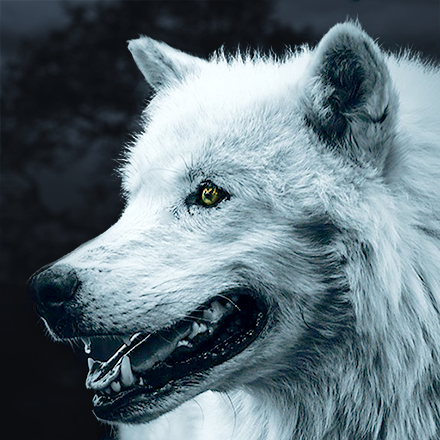 Whitewolf611