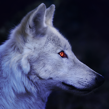 Whytewolf416