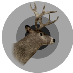 Blacktail deer trophy