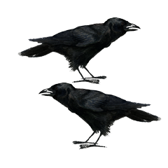 Crows double