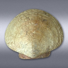 1000 kg Scallop