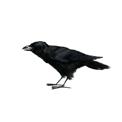 Crow single