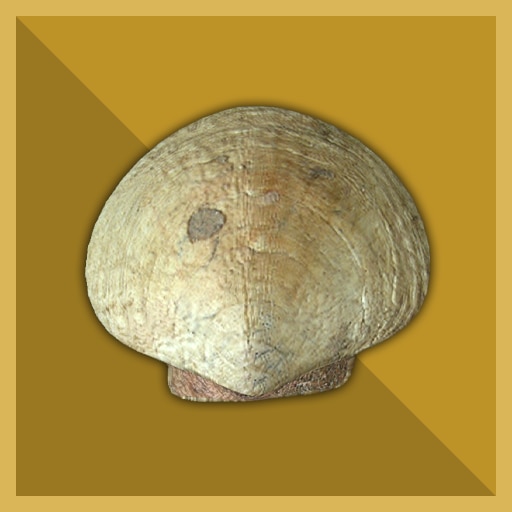 100 Tons Scallop