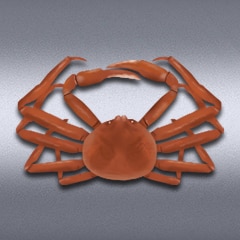 100 kg Snow Crab