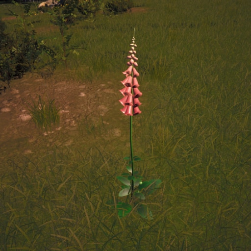 Purple Foxglove