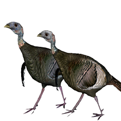 Turkey Hunting Guru