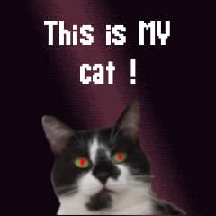 This is my cat