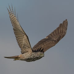 As watchful as a hawk
