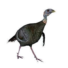Greeenhorn