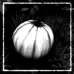 Pumpkin Mayhem