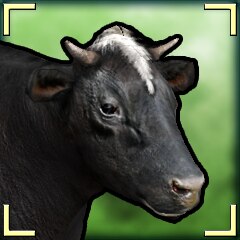 Moo!