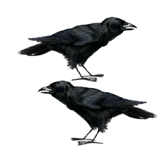 Crows double