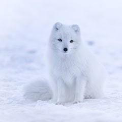ARCTIC FOX