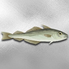 10,000 kg Haddock