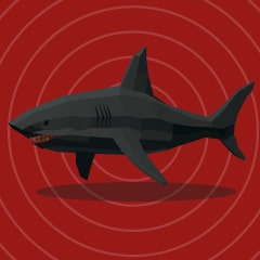 Shark Loan