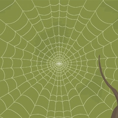 All spiders produce silk