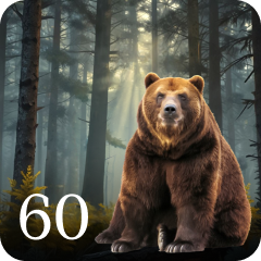 Bear Tracker